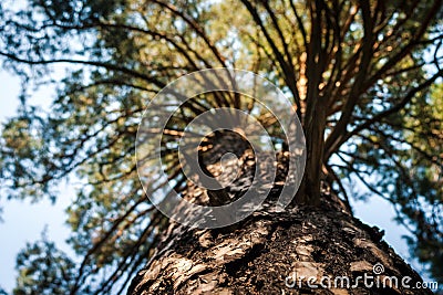 The trunk of pine tree in the forest looking up to the crown and sky Stock Photo