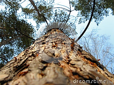 The trunk of pine. View from below.Tops of trees from ground view Stock Photo