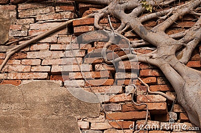 Trunk roots of ficus covering a wall Stock Photo