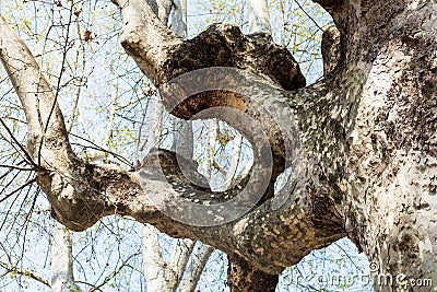 Trunk of sycamore tree in Padua city in spring Stock Photo