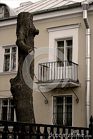 The trunk of a tree is like a woman Stock Photo