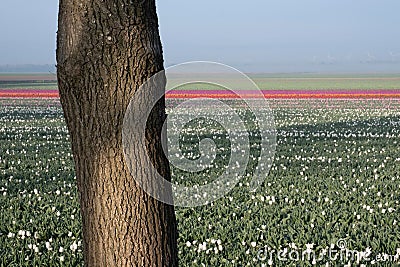 Trunk of a tree shaded by foliage in front of a tulip field early in the morning Stock Photo