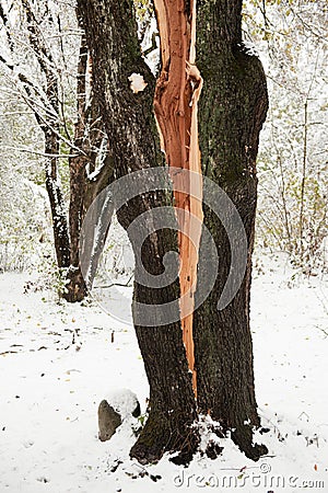Trunk of the tree split in half Stock Photo