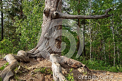 The trunk of the tree, which seems to have a face in the details of the bark and a branch similar to a nose Stock Photo