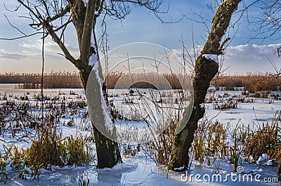 Tree trunks on frozen lake Stock Photo