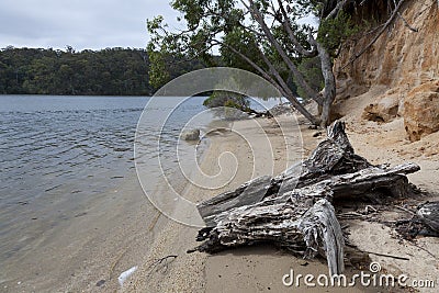 Trunk and trees at the Mallacoota Inlet Stock Photo
