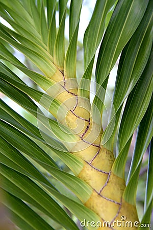 Trunk of tropical plant Stock Photo