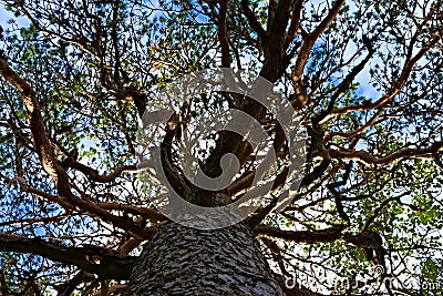 Old tree with twisted branches Stock Photo