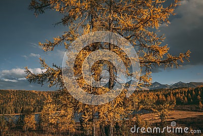 Trunk of yellow larch tree. Long branches Stock Photo