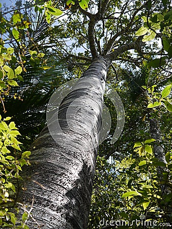 New Zealand: young kauri tree Stock Photo