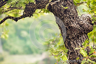 The trunk of a young oak tree in spring with green leaves with copy space Stock Photo