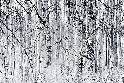 Black and white trunks of trembling aspen forest in spring Stock Photo