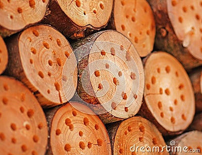 Trunks for bees Stock Photo