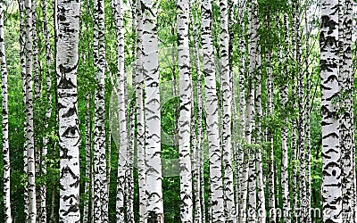 Trunks of birch trees in summer Stock Photo