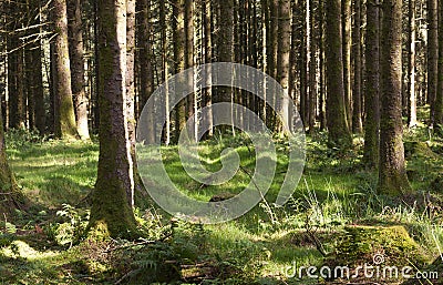 Trunks of a coniferous trees growing from green soft moss in Gortin Glen Forest Park, Northern Ireland. Fairy forest Stock Photo