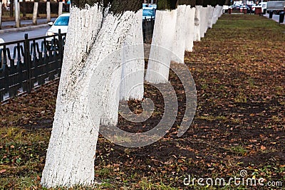 Trunks of deciduous trees painted by the garden whitewashing outdoors in the city in the fall Stock Photo