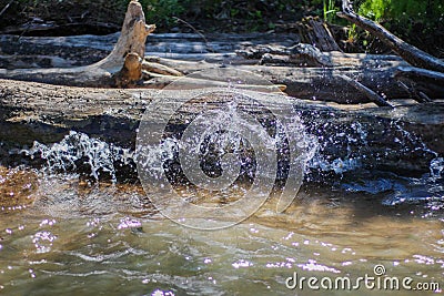 The trunks of fallen trees lie in the river. The trees are lit by the sun, a wave rushes and splashes against gray wood. Fragment Stock Photo