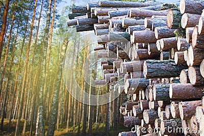 Trunks of felled trees are prepared for transportation on timber truck. Commercial woodland tree cutting and felling operations. Stock Photo