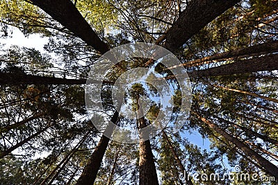 The trunks of the pine trees reach for the sky Stock Photo