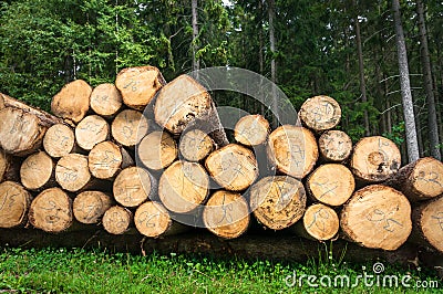 Trunks of trees with denoted tree trunk diameter Stock Photo