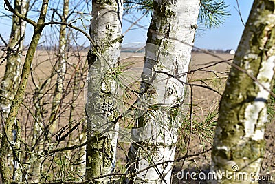 Trunks of white birches in early spring. Stock Photo
