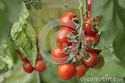 Alicante Tomatoes on the vine Stock Photo