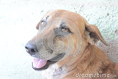 Trustable dog Stock Photo