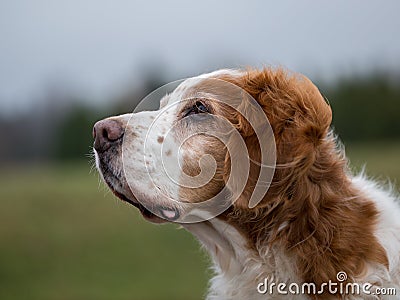 Trustful old Brittany Spaniel Stock Photo