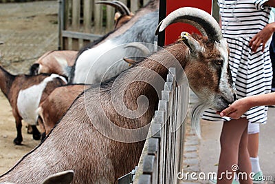 Trusting goat Stock Photo