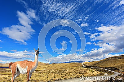 The trusting guanaco - small camel Stock Photo