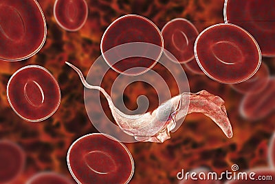 Trypanosoma cruzi parasite Cartoon Illustration