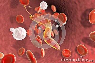 Trypanosoma cruzi, parasite which causes Chagas disease Cartoon Illustration