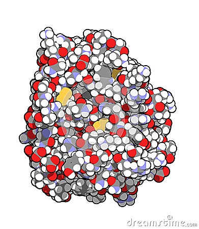 Trypsin digestive enzyme molecule (human). Enzyme that contributes to the digestion of proteins in the digestive system Vector Illustration