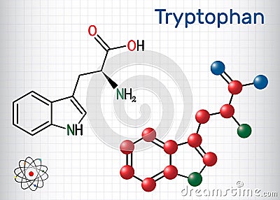 Tryptophan, Trp or W amino acid molecule, is used in the biosynthesis of proteins. Structural chemical formula and molecule model Vector Illustration