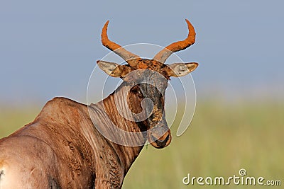 Tsessebe antelope Stock Photo