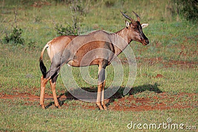 Tsessebe antelope Stock Photo