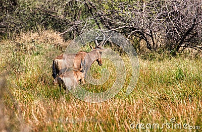 Tsessebe antelope and baby Stock Photo
