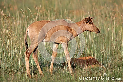 Tsessebe antelope calf Stock Photo