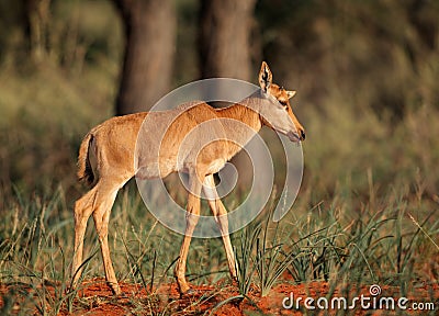 Tsessebe antelope calf Stock Photo