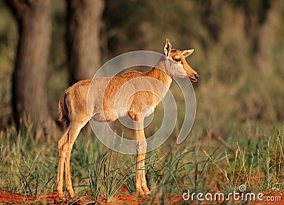 Tsessebe antelope calf Stock Photo