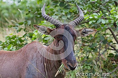 Tsessebe Damaliscus lunatus lunatus antelope closeup eating grass Stock Photo