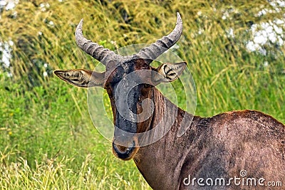 Common Tsessebe (Damaliscus lunatus) Stock Photo