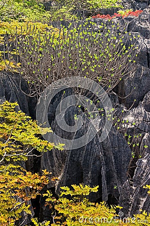 Tsingy of Ankarana Madagascar Stock Photo