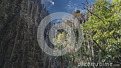 Tsingy De Bemaraha Nature Reserve. Grey karst limestone cliffs Stock Photo