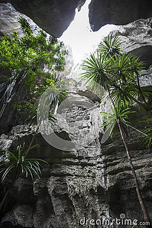 Tsingy de Bemaraha. Typical landscape with tree. Madagascar. Cartoon Illustration