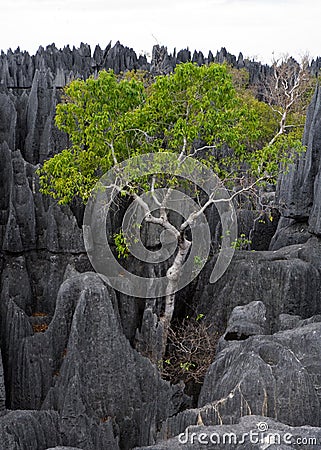 Tsingy de Bemaraha. Typical landscape with tree. Madagascar. Cartoon Illustration