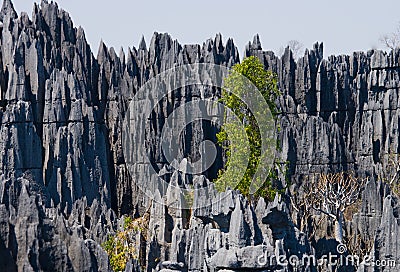 Tsingy de Bemaraha. Typical landscape with tree. Madagascar. Cartoon Illustration