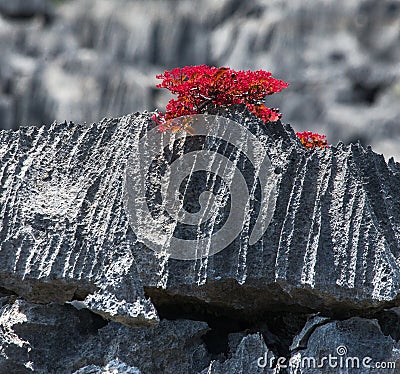 Tsingy. Plants with red leaves on the gray stones. Very unusual photo. Madagascar. Cartoon Illustration
