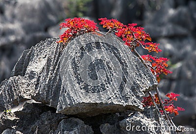 Tsingy. Plants with red leaves on the gray stones. Very unusual photo. Madagascar. Cartoon Illustration