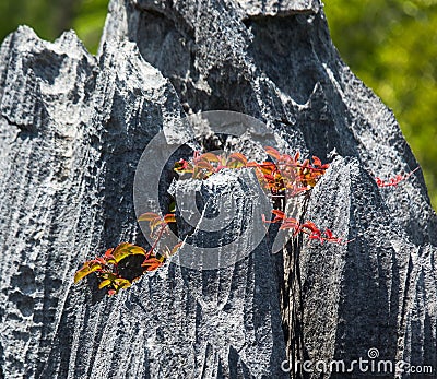 Tsingy. Plants with red leaves on the gray stones. Very unusual photo. Madagascar. Cartoon Illustration